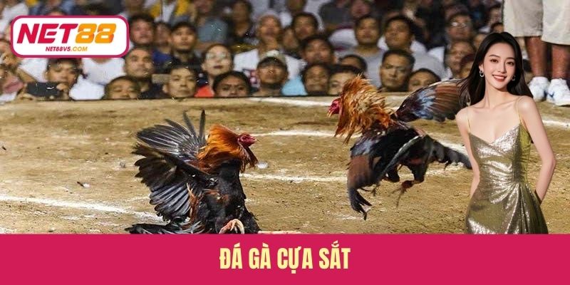 Đá Gà Cựa Sắt