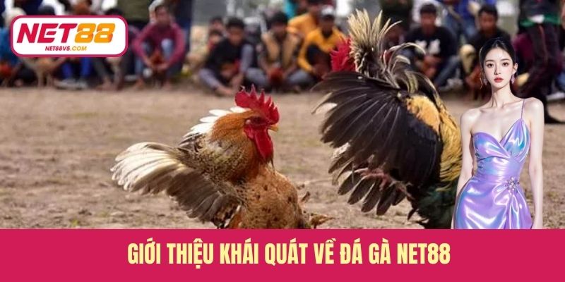 Giới thiệu khái quát về đá gà Net88