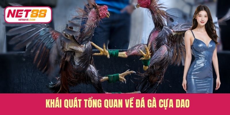 Đá Gà Cựa Dao - Môn Giải Trí Được Người Chơi Ưa Chuộng 2 Khái quát tổng quan về đá gà cựa dao