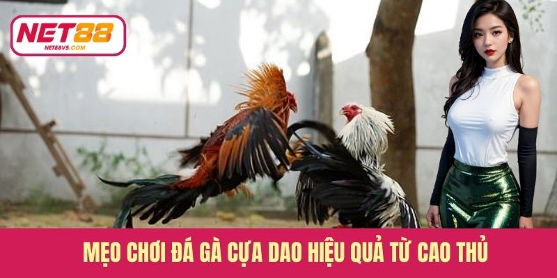 Đá Gà Cựa Dao - Môn Giải Trí Được Người Chơi Ưa Chuộng 4 Mẹo chơi đá gà cựa dao hiệu quả từ cao thủ