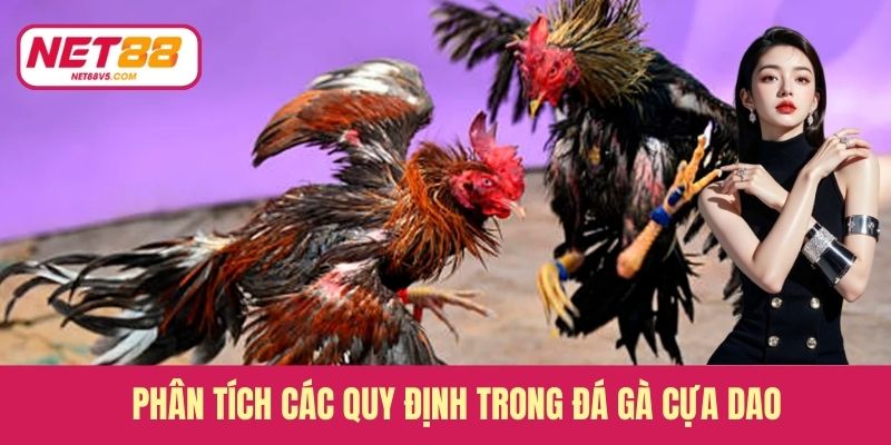 Đá Gà Cựa Dao - Môn Giải Trí Được Người Chơi Ưa Chuộng 3 Phân tích các quy định trong đá gà cựa dao