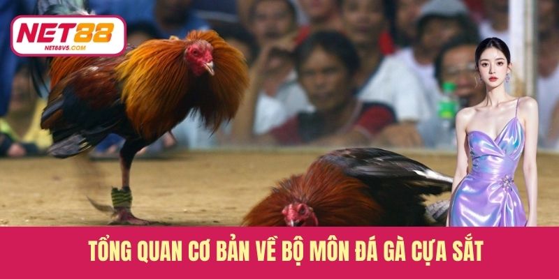Đá Gà Cựa Sắt - Tốc Độ Cao, Kết Quả Chỉ Trong Tích Tắc 2 Tổng quan cơ bản về bộ môn đá gà cựa sắt